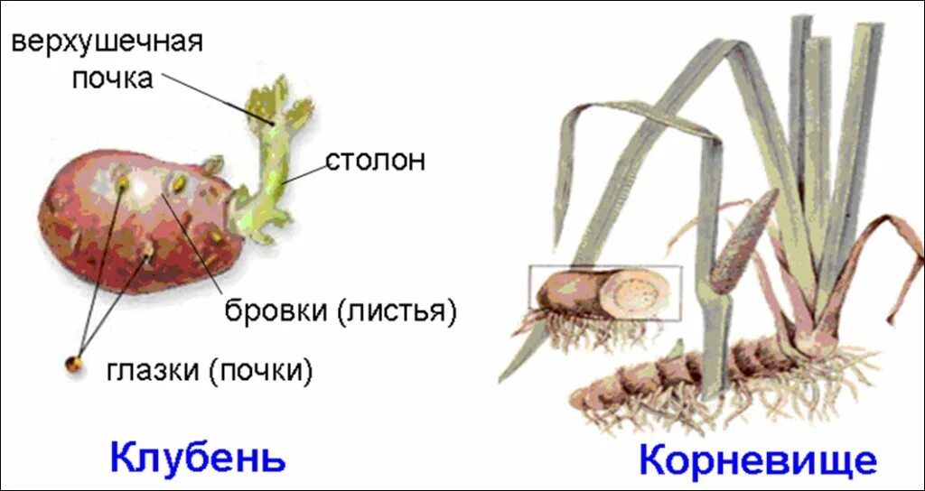 Глазки корень. Корневище клубень луковица видоизмененные побеги. Клубень подземный побег строение. Строение клубня и корневища. Корневище клубень луковица.