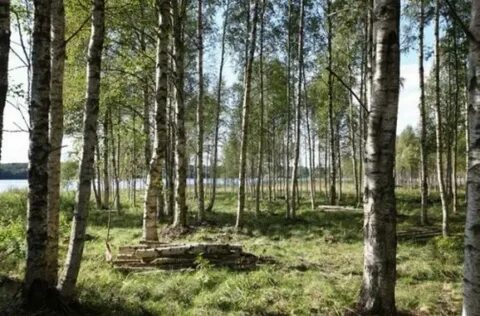 Березовая роща ленинградская область