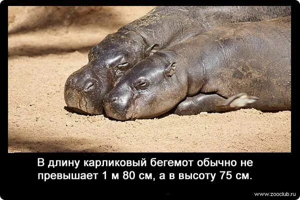 Бегемот плывет. Открытая пасть бегемота. Hippopotamus amphibius бегемот. Бегемот информация. Гиппопотам интересные факты.