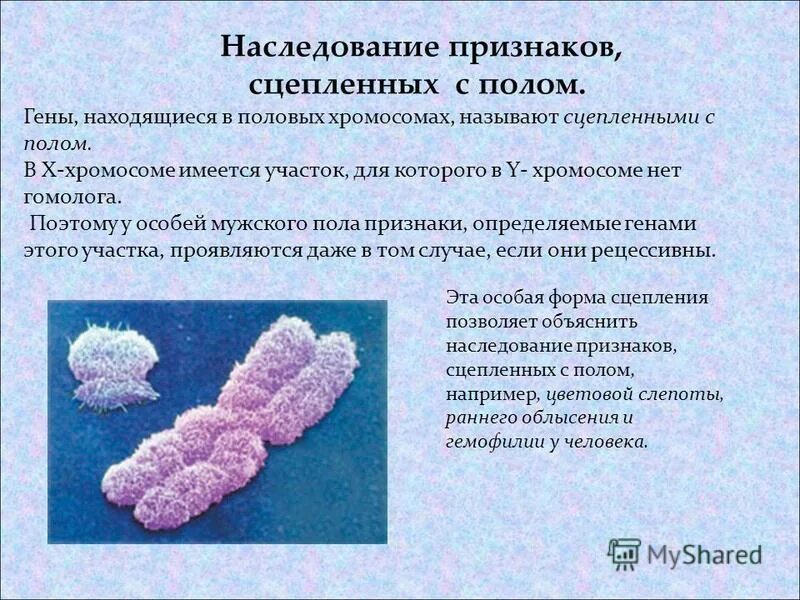 Заболевания сцепленные с y хромосомой