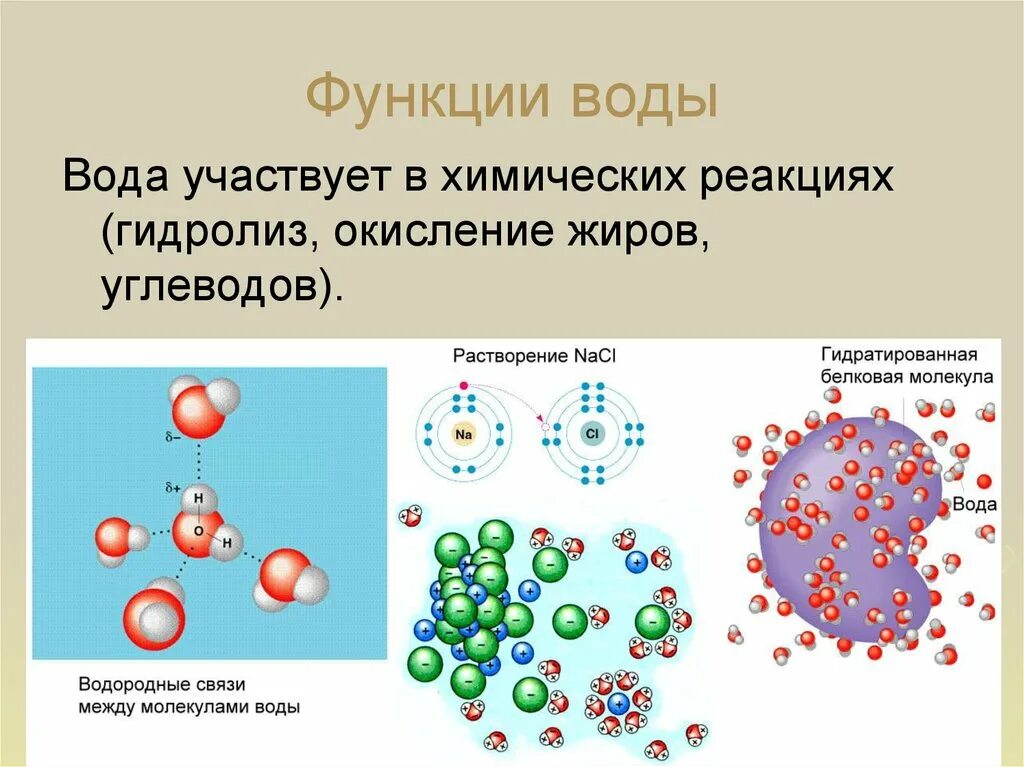 Строение и функции молекулы воды. Роль воды в хим реакциях. Химические процессы в воде. Химические реакции в организме. Реакция распада в организме