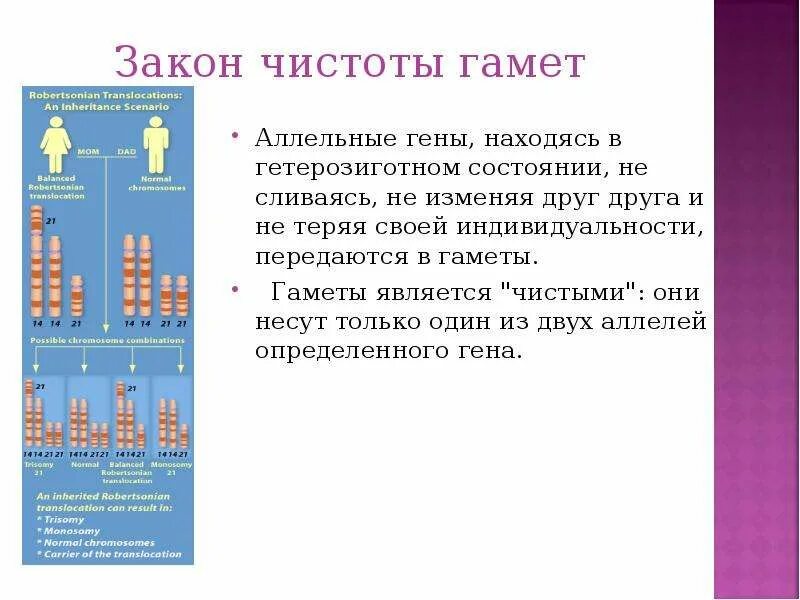 Обмен аллельными генами. Законы Менделя закон частоты гамет. Закон чистоты гамет. Закон чистоты гамет формулировка. Закон чистоты гамет схема.