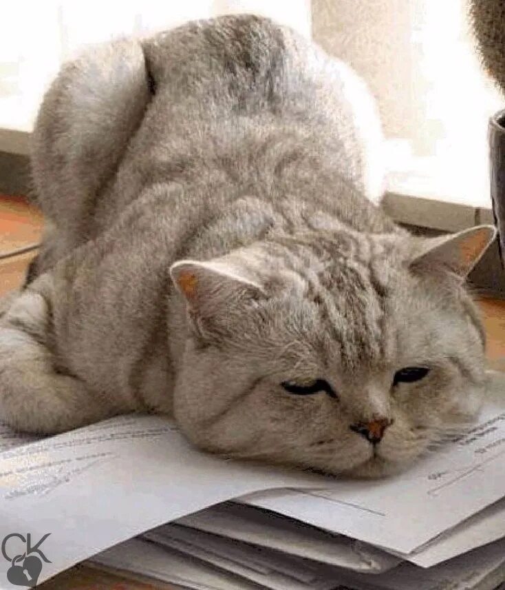 Целый день лежу ничего не хочу. Уставший котик. Шутки про бухгалтеров. Усталость кот. Кошка устала.