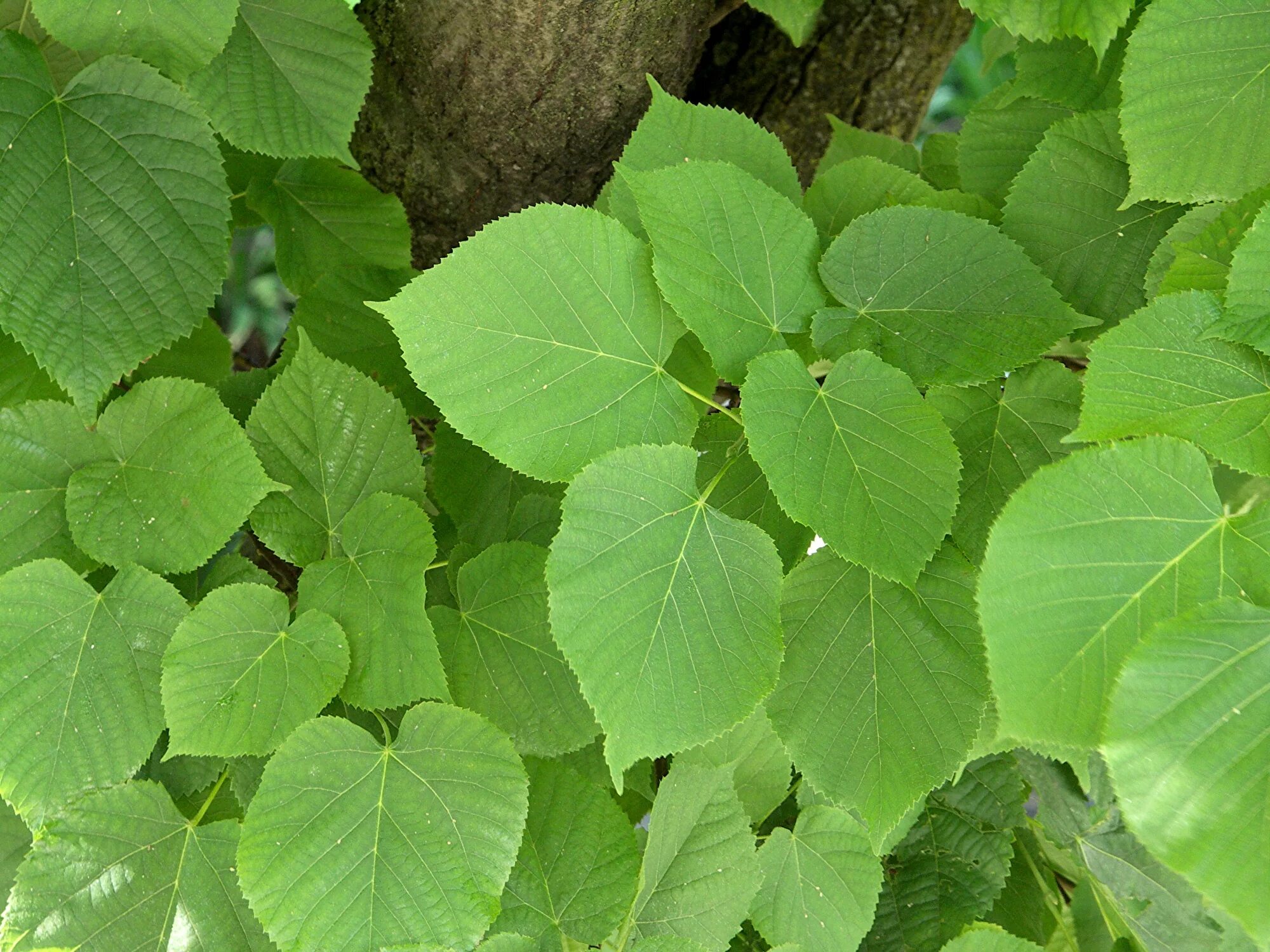 Имеет округлые листья. Липа маньчжурская (Tilia mandshurica). Липа крупнолистная. Липа Кавказская крупнолистная. Липа крупнолистная лист.