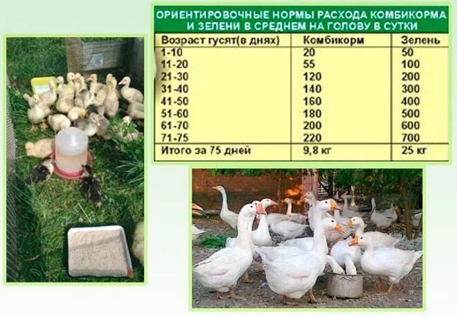 Сколько часов в утках