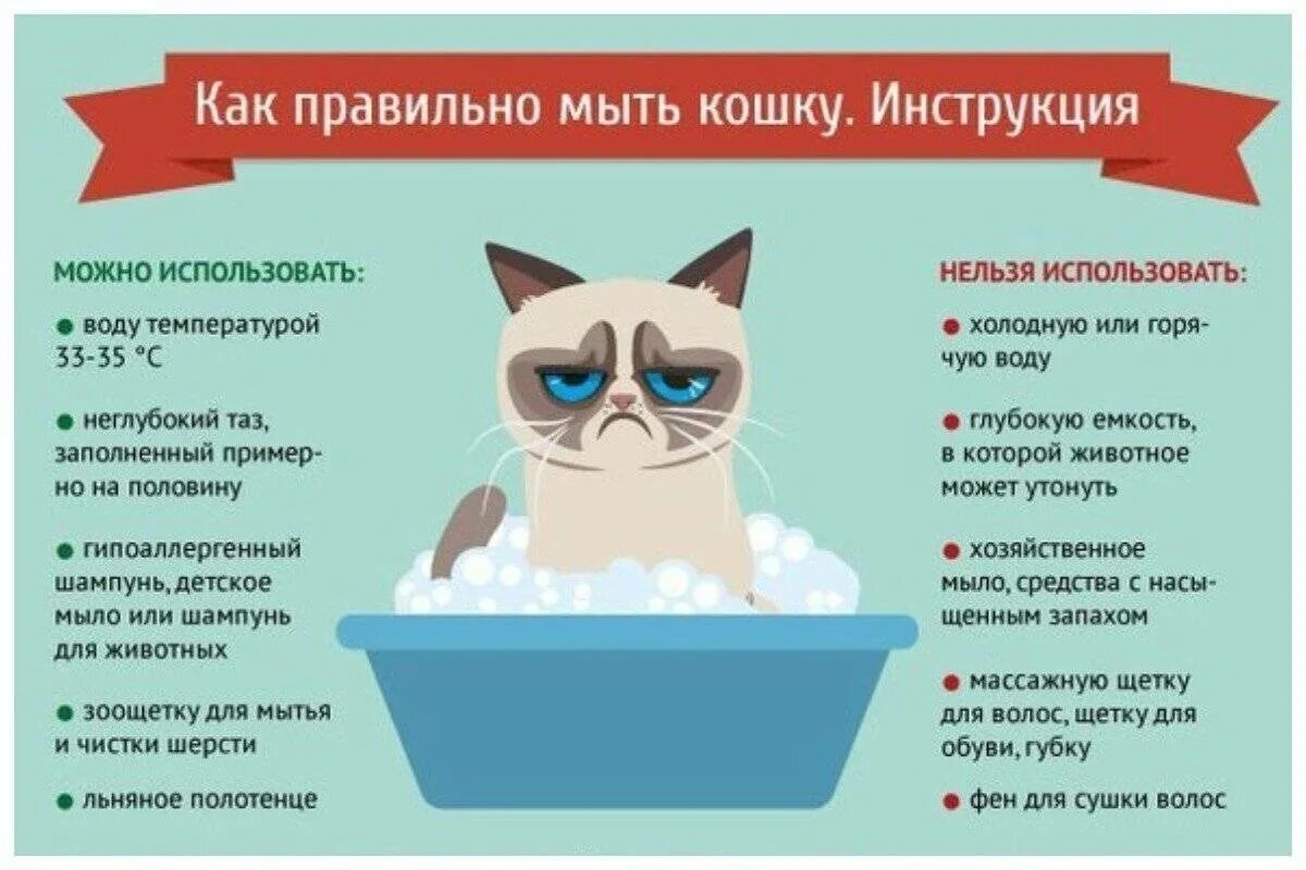 Температура воды для кошек. Памятка по уходу за котенком. Совет котиков. Как правильно мыть кота. Памятка по уходу за домашними питомцами.