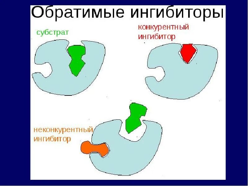 Конкурентное обратимое ингибирование. Схемы ингибирования ферментов. обратимое ингибирование. схема конкурентного ингибирования. обратимое конкурентное ингибирование.