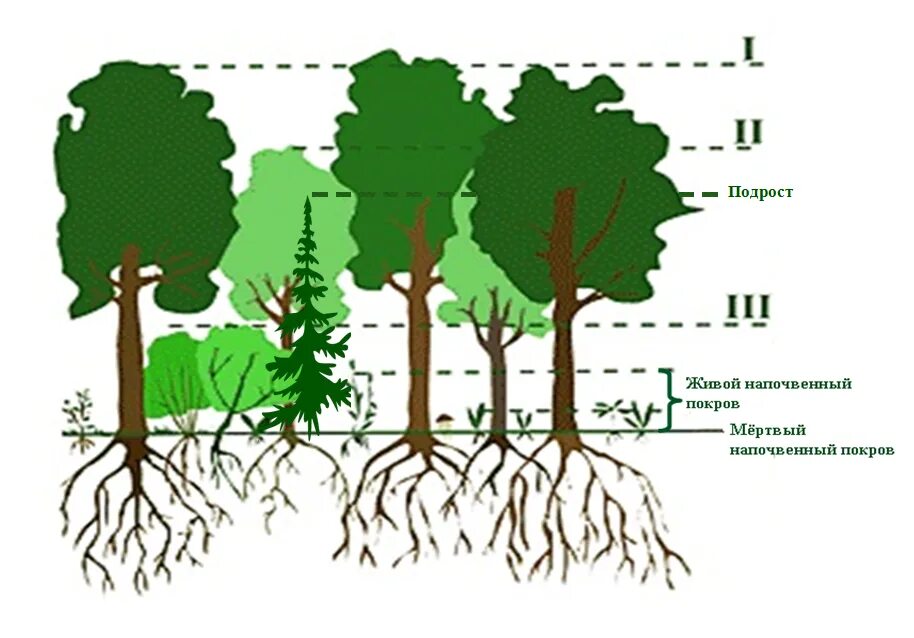 Растительное сообщество рисунок. Ярусность лесного фитоценоза. Ярусность древостоя леса. Ярусность с подлеском. Ярусность широколиственного леса.