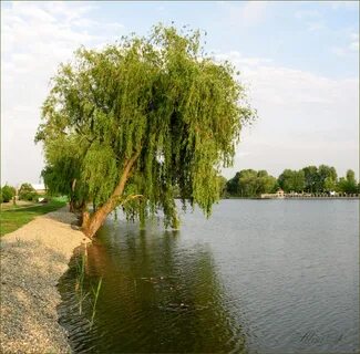 Кореновск кубань