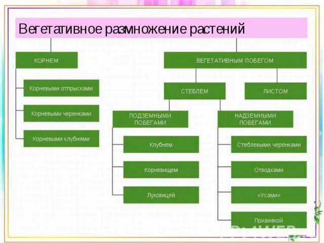 Сообщение значение вегетативного размножения растений в природе. Способы размножения растений таблица с примерами. биология 7 класс вегетативное размножение растений таблица. способы размножения растений. способы вегетативного размножения растений.