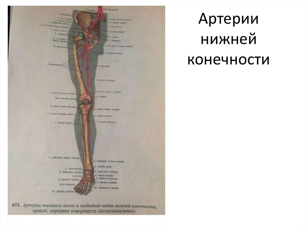 Артериальные сосуды нижних конечностей. Артерии нижней конечности анатомия. Артерии нижних конечностей анатомия схема. Схема артерий нижних конечностей вид спереди. Артерии нижней конечности анатомия атлас.