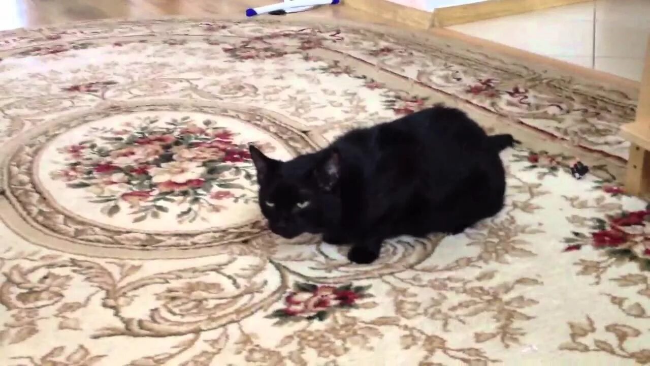 Кашель у кошек хрипы. Кашель у кошек видео. котик кашляет мем. кошка кашляет с рвотными позывами. кошка кашляет и хрипит вытягиваясь и прижимаясь.