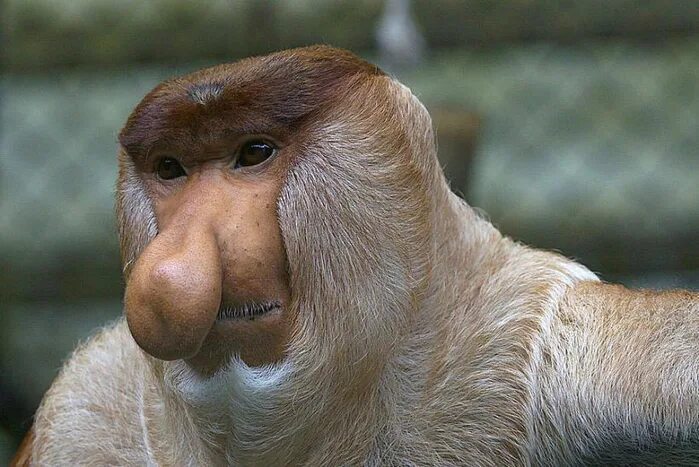 Бабуин носач. Рыжий большой нос. Рыжий большой нос. Обезьяна носач остров борнео. Обезьяна с длинным носом.
