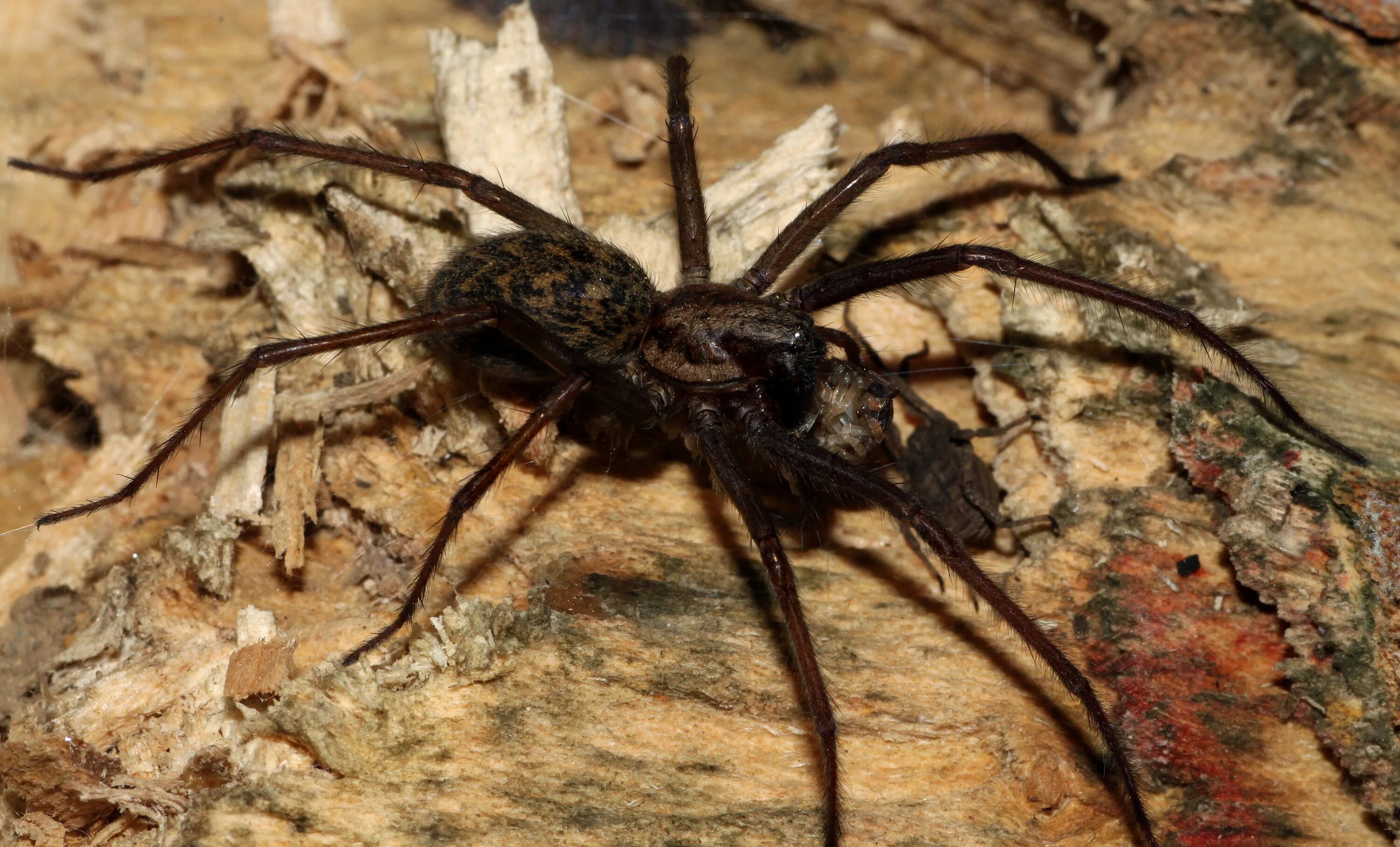 Ich eine spinne