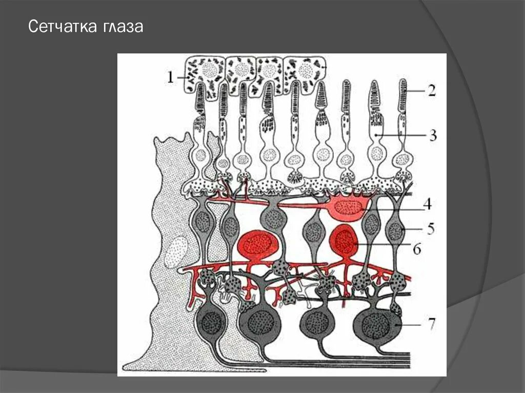 Строение сетчатки глаза. Строение сетчатки. Строение сетчатки глаза человека. Периферический отдел сетчатки. Сетчатка размеры