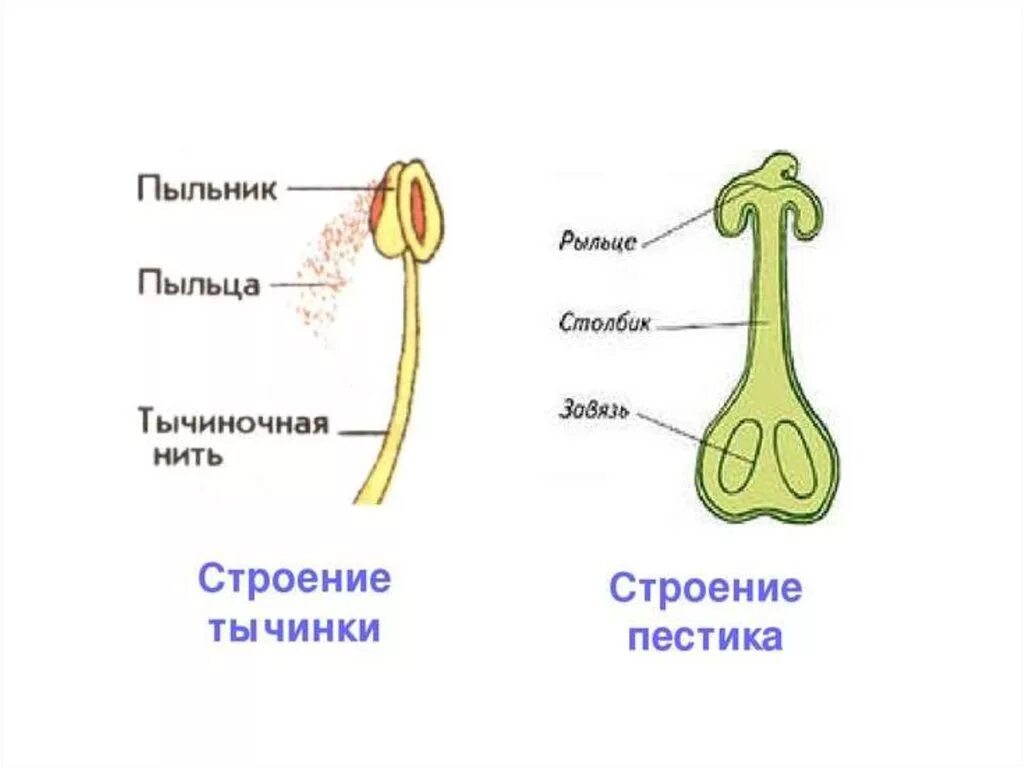 Легкий основные части. Строение цветка пестик и тычинка. Строение пестика и тычинки. Строение пестика и тычинки биология 6. Строение пестика рисунок.