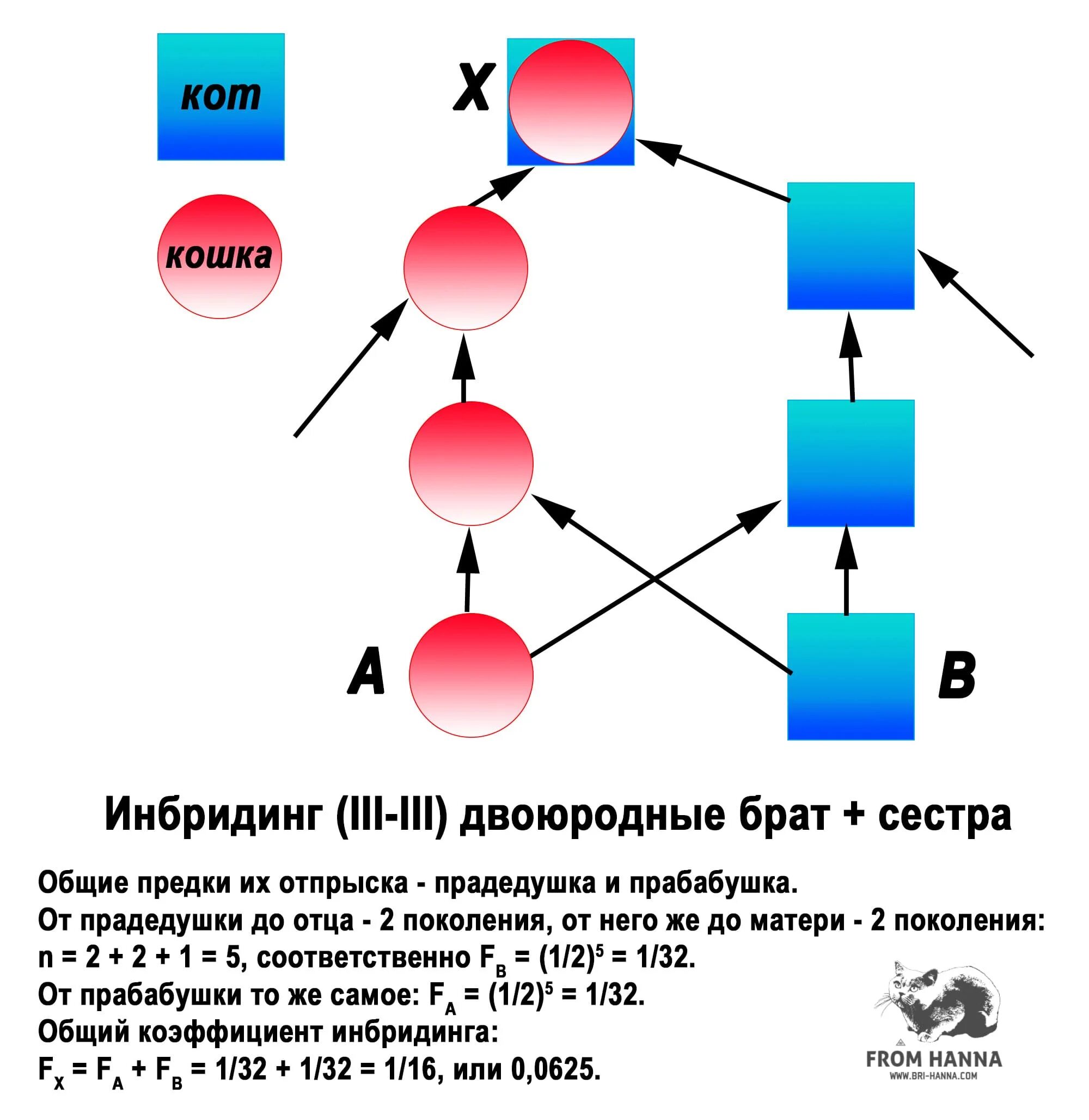 Гибридизация близкородственное скрещивание. Инбридинг схема скрещивание. У животных: • инбридинг (близкородственное скрещивание);. Инбридинг генетика. Коэффициент инбридинга таблица.