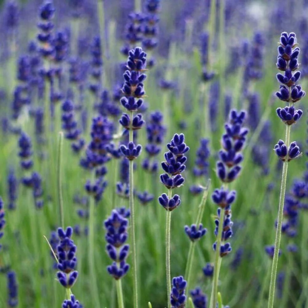 Лаванда узколистная цветение. Лаванда узколистная hidcote blue. Лаванда hidcote blue. Лаванда узколистная хидкот блю стрейн. Лаванда содержание.