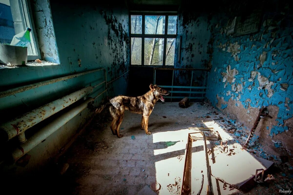 Pripyat Schools and Nurseries - Toy in window with tower blocks behind Industria