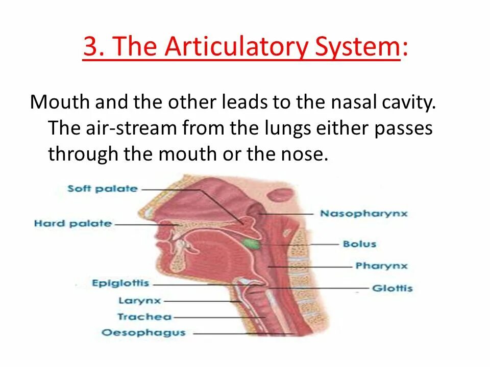 Passive organs of speech. Organs of articulation. articulatory phonetics. organs of speech. active and passive organs of speech. speech apparatus mechanism.