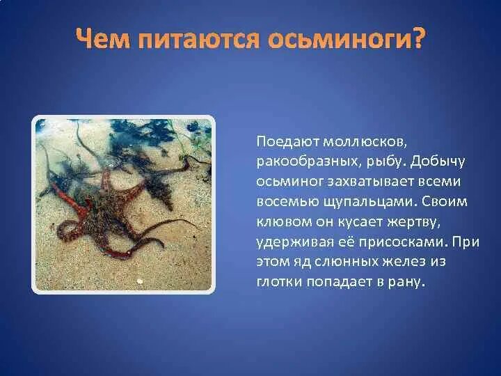 Осьминог кратко. Осьминог интересные факты. Чем питается осьминог. Сообщение о осьминоге. Доклад про осьминога.