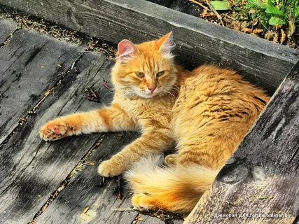Рыжий кот в доме