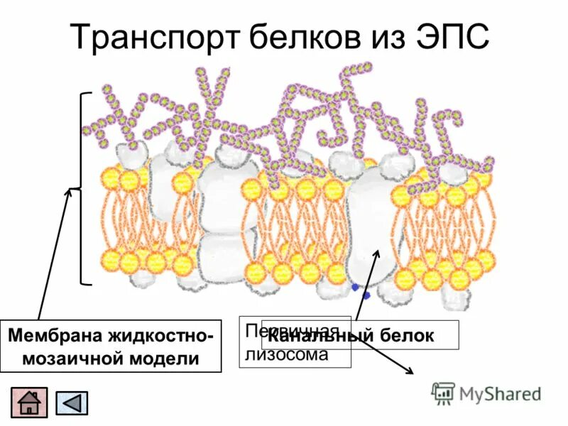 Синтез и транспорт белков. Транспорт белков в аппарат гольджи. Комплекс гольджи гранулярная эпс. Синтез и транспорт белков в эпс. Биосинтез белка эпс участие в синтезе белков.