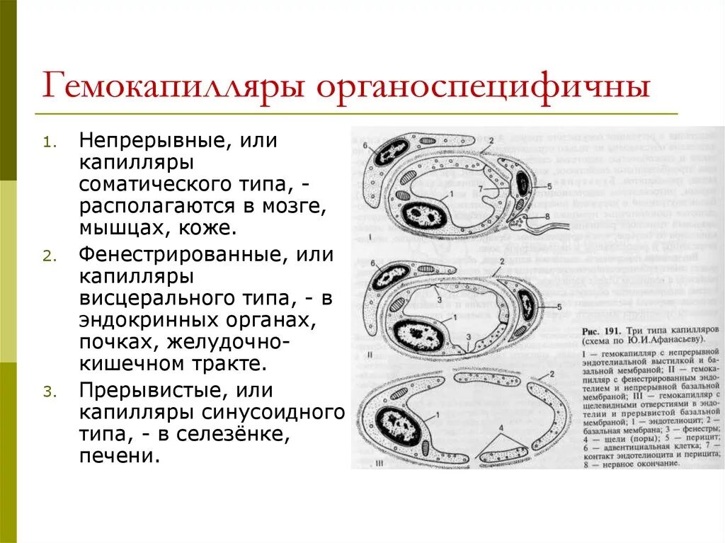 Строение и функции соматической клетки животных. Строение синусоидного гемокапилляра. схема строения разных типов капилляров. фенестрированные и синусоидные капилляры. генмокапилляры строение стенки.