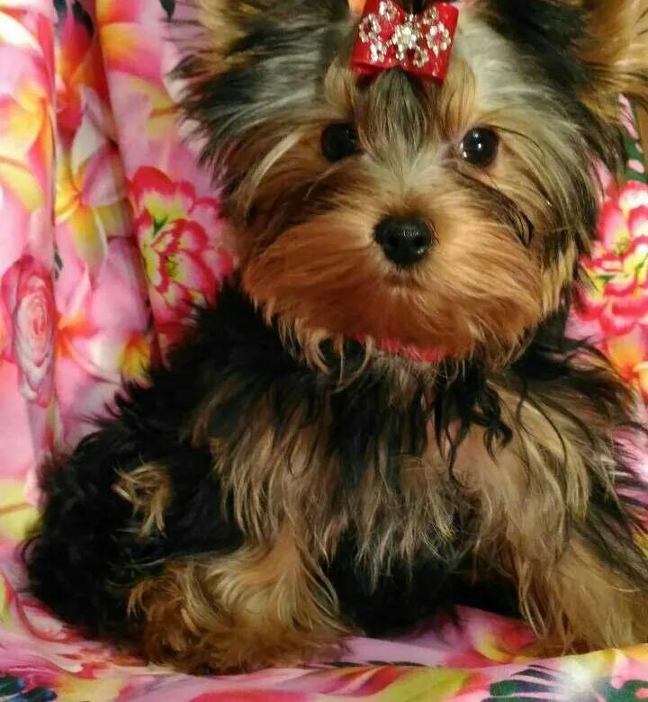 Кутята йоркширского терьера. Щенки йоркширского терьера в добрые. Хохлатый йоркширский терьер мини. Щенки йорка рыбинск. Йоркширский терьер авито.