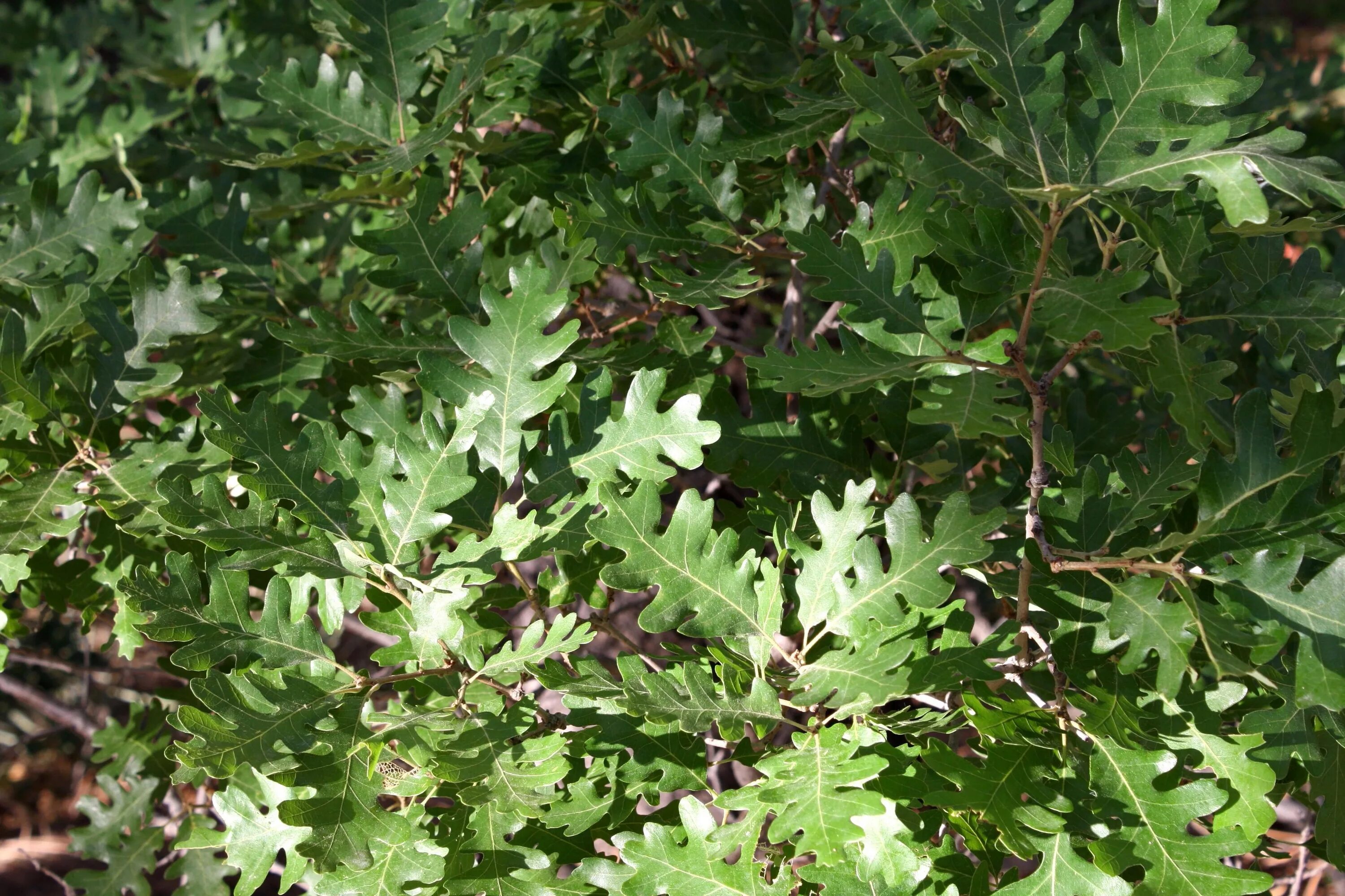 Дуб является фанерофитом. Дуб клёнолистный (quercus acerifolia). дуб виргинский вечнозеленый. дерево с резными листьями. кустарник с резными листьями.