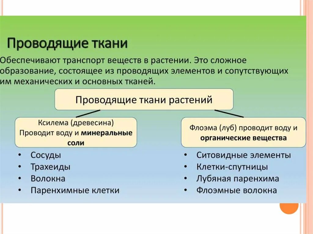 Транспорт органических веществ какая ткань. Проводящие ткани обеспечивают. Проводящие ткани растения транспорт веществ. Обеспечивает транспорт веществ. Ткань, Проводящая органические вещества:.