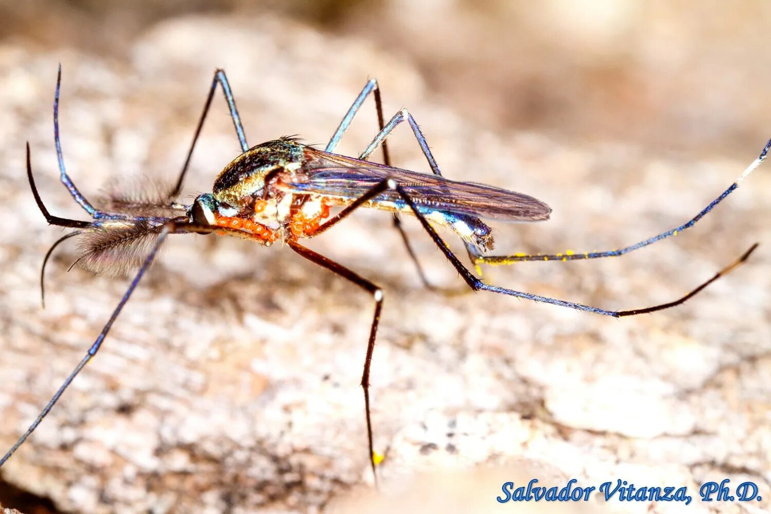 как выглядит самец комара. комар долгоножка самка. самка комара. комар самец и самка. малярийный комар самец.