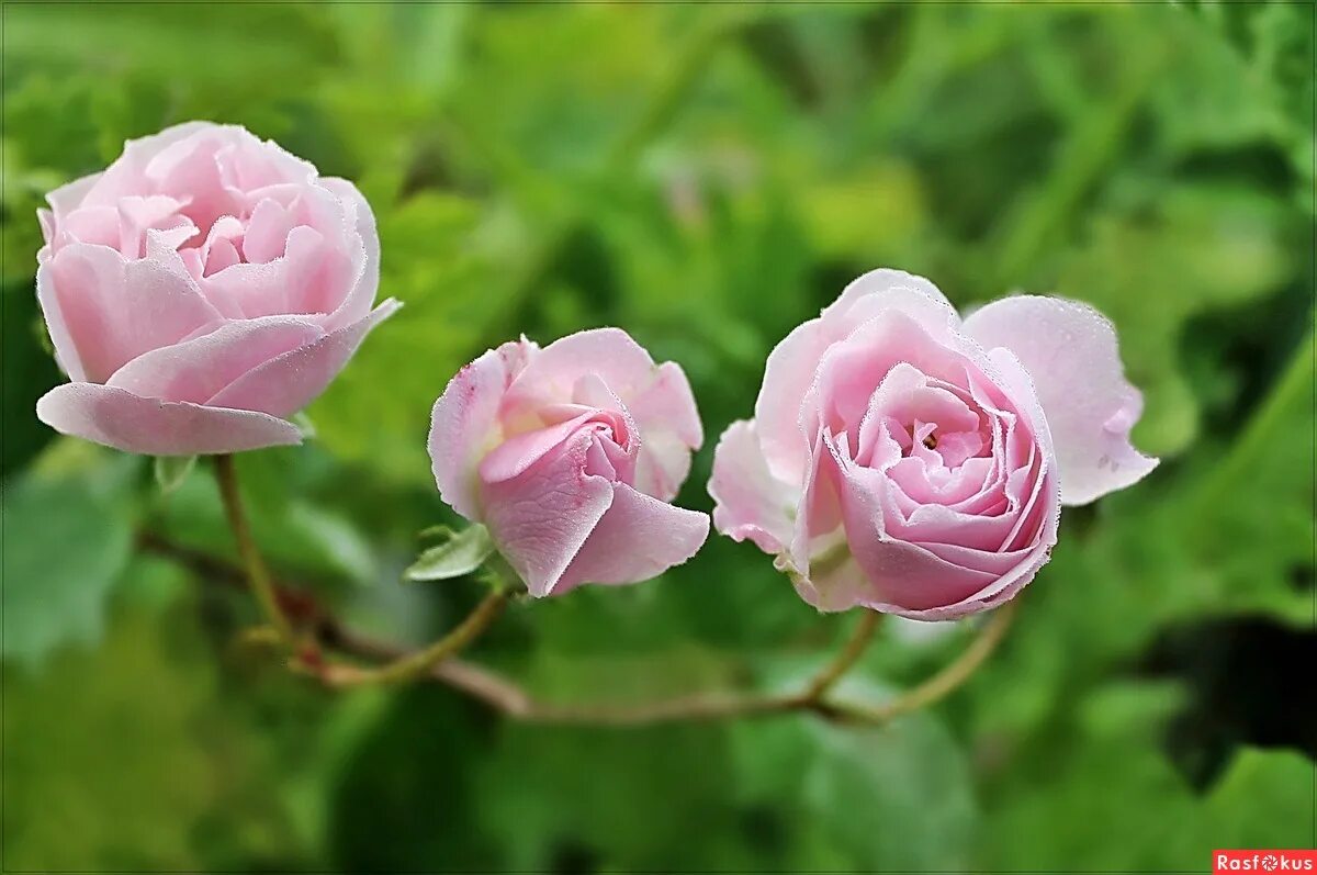 Розы умытые дождем. Розовые розы автор. Розовые розы автор. Розы для наташи. Розовая коза.