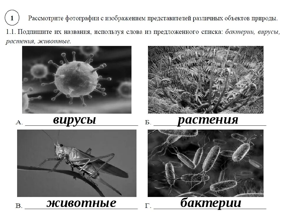 Признаки вирусов и бактерий. Вирусы животных и растений. Вирусы животных растений и бактерий. Бактерии вирусы грибы.