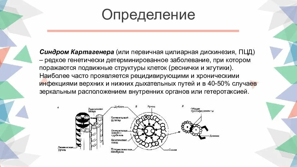 Цилиарная дискинезия у детей. Патогенез первичной цилиарной дискинезии. Первичная цилиарная дискинезия. Первичная цилиарная дискинезия. Первичная цилиарная дискинезия у детей клинические рекомендации.