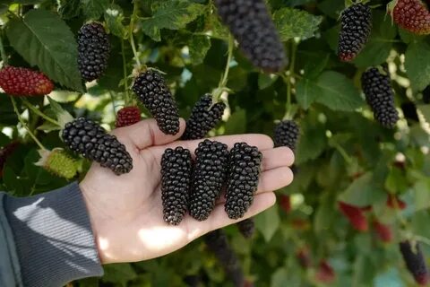 Карака блэк ежевика описание сорта и характеристика