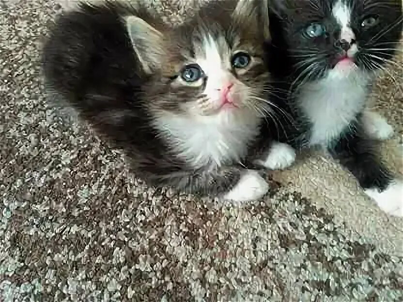 Кошка в добрые руки. Найдена кошка щербинка. Отдам котенка в добрые руки нижний. Кошка трехцветка в добрые руки. Отдам котят.