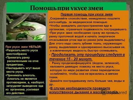 Почему опасен укус