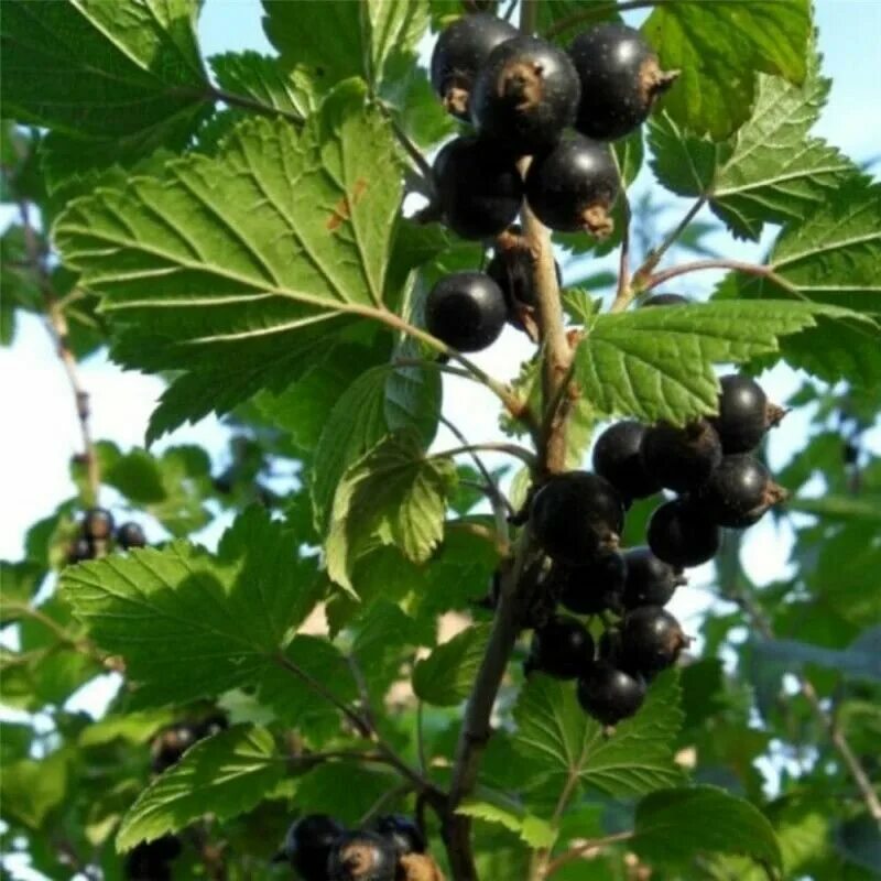 черная смородина сорт ядреная. смородина ядреная 2. смородина ядреная 2. смородина черная ядреная с3 н50. смородина ядреная.