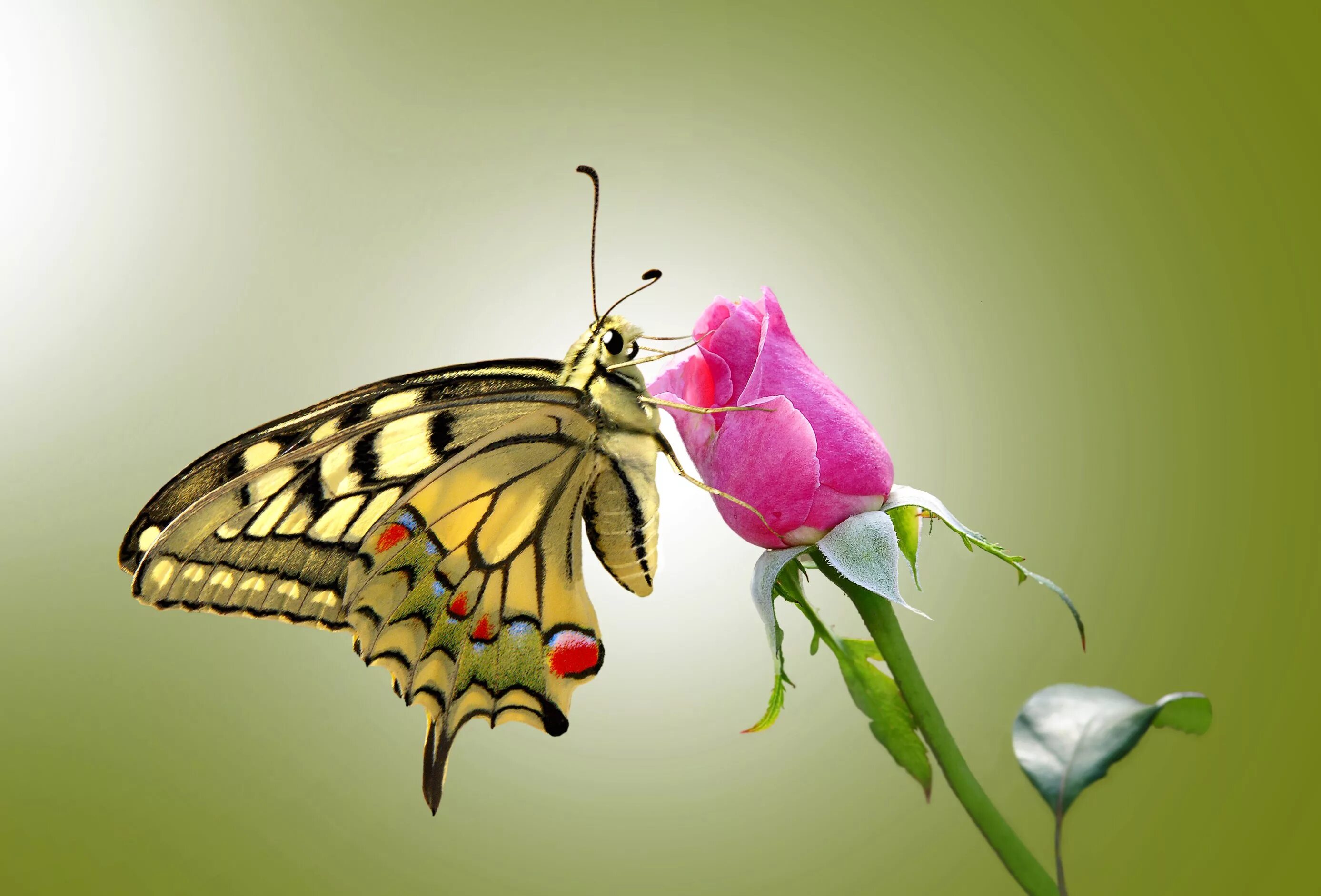 Бабочка на цветке. Бабочка сидит на цветке. Картинки на рабочий стол бабочки. Бабочки в цветах. Красивые открытки бабочками