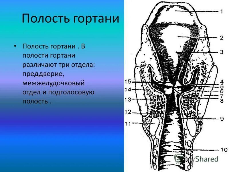 Особенности строения полости гортани