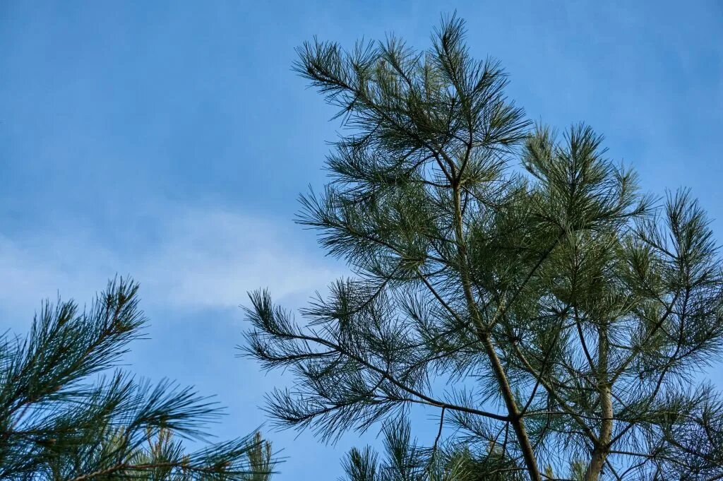 Хвойная сочи. Пицундская сосна иголки. Сосна Пицундская Pinus pityusa Steven. Пицундская сосна дерево Сочи. Сосна калабрийская Pinus brutia.
