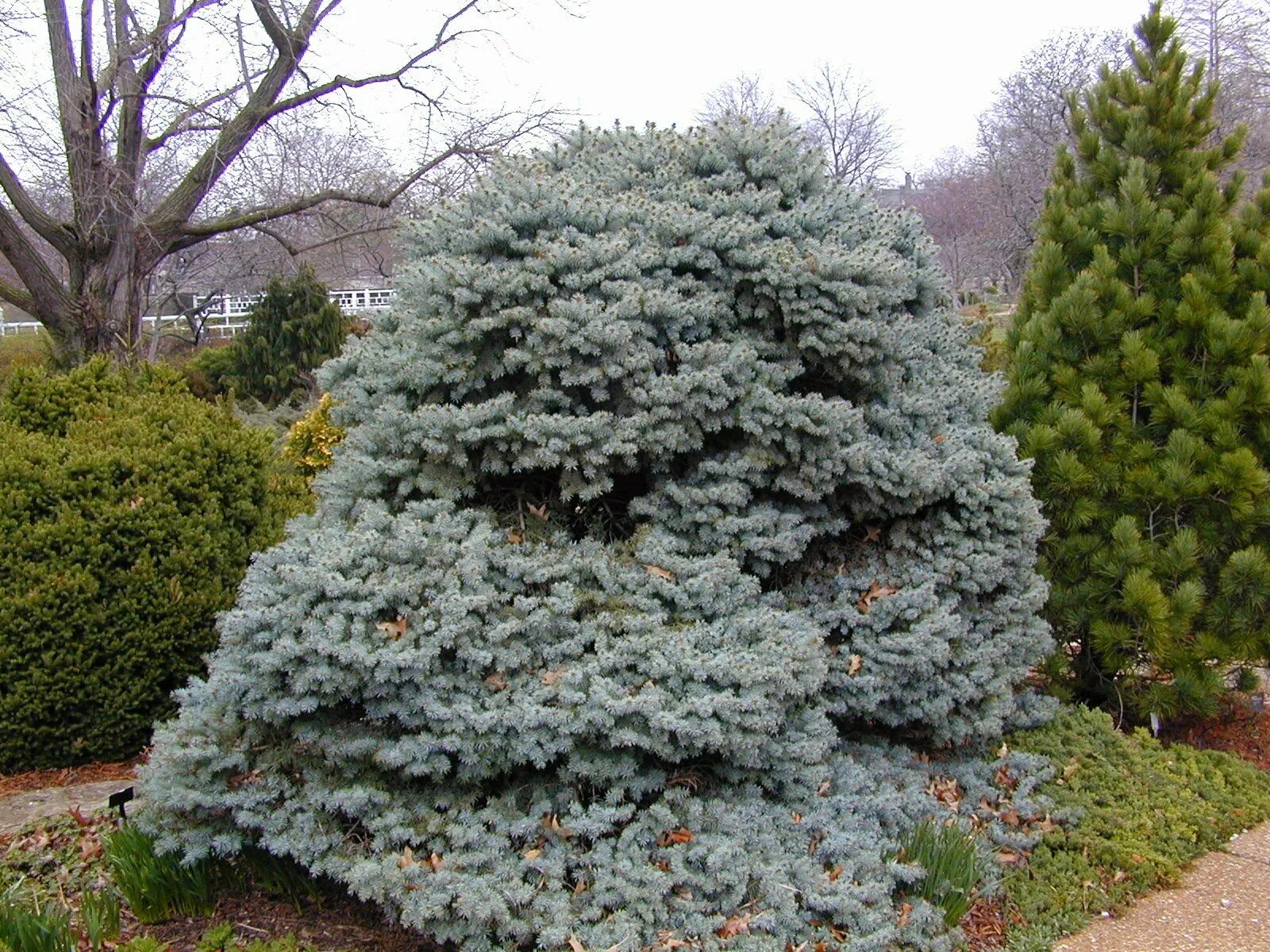 Ель колючая picea. Ель колючая Picea pungens glauca. Глаука Глобоза. Ель колючая Глаука Маджестик. Ель колючая glauca globosa.