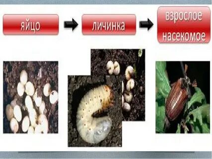 Насекомые размножение