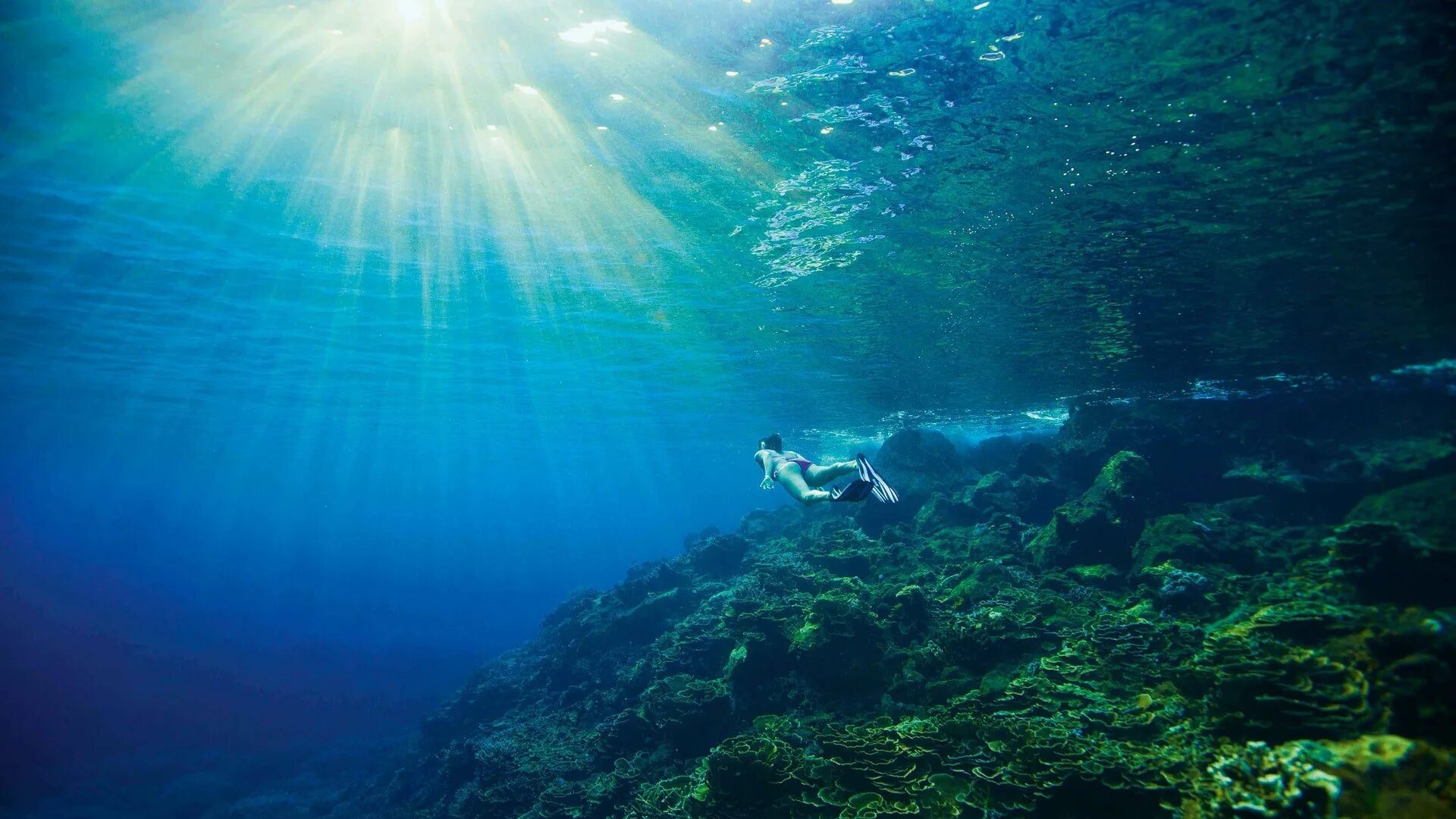 Жизнь в глубине моря. Океаны. Глубина. Море под водой. Подводный мир океана. Дно океана.