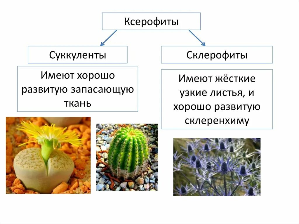 Ксерофиты Суккуленты и склерофиты. Ксерофит суккулент. Склерофиты приспособления. Склерофиты и ксерофиты. Экологическая группа ксерофиты