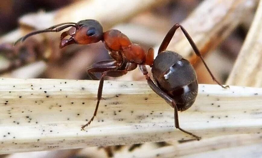 Рыжий муравей питание. Рыжий Лесной муравей. Лесные муравьи Формика. 3. Formica Rufa – рыжий Лесной муравей. Формика Руфа Муравейник.