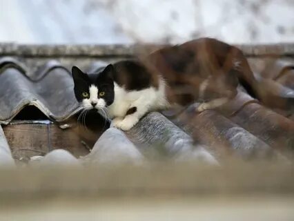 Изгнать кошек