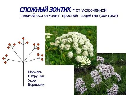 Растение сложный зонтик