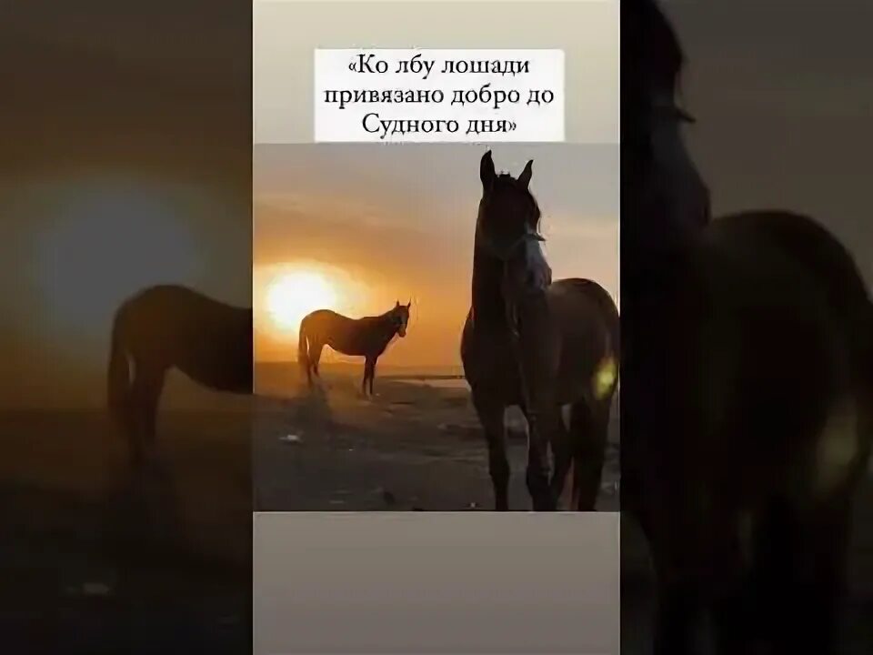 Лошади до судного дня. Ко лбу лошади привязано добро до судного. до судного дня на лбу у лошади. лоб лошади. ко лбу лошади привязано добро до судного дня бухари.